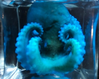 Cute BLUE Octopus in a jar - Rare Wet specimen Curiosity - Steampunk décor - Unique gift-  Cruelty free - Oddity- Wet specimen