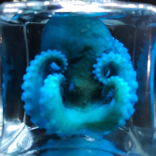 Cute BLUE Octopus in a jar - Rare Wet specimen Curiosity - Steampunk décor - Unique gift-  Cruelty free - Oddity- Wet specimen