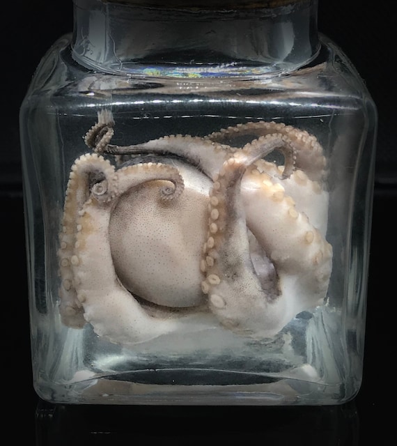 Cute Red Baby Octopus in a Jar Cruelty Free Steampunk Décor Unique Gift  Curiosity Gothic Witchy Oddity Wet Specimen - Etsy