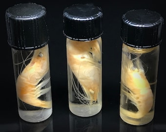 Oddities and curiosities collection  gift - Pretty  baby shrimp in a jar - Goblincore Curiosity - Cruelty free - Oddity- wet specimen