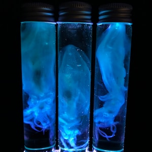 Rare! Amazing Diaphonized baby squid - Curiosity - Cruelty free - Oddity- Wet specimen