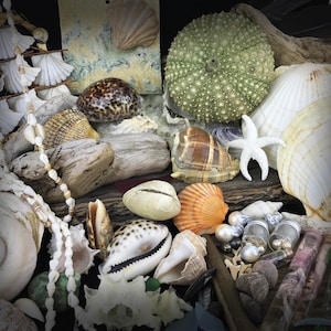 May include: A collection of seashells, including a large white seashell, a brown and white seashell, a small orange seashell, and a sea urchin. There are also some white beads and a small piece of driftwood.