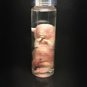 RARE! Curiosity -Cute baby rabbit sleeping in glass jar - Oddity - Steampunk décor - Cruelty free -  Wet specimen