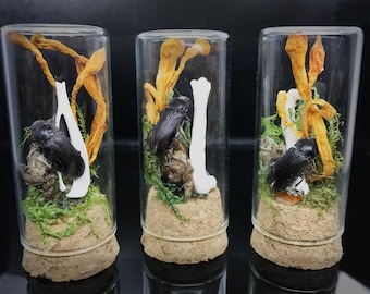 May include: Three glass vials with cork stoppers, each containing a black beetle, a white bone, and dried orange mushrooms. The vials are arranged in a row on a black surface.