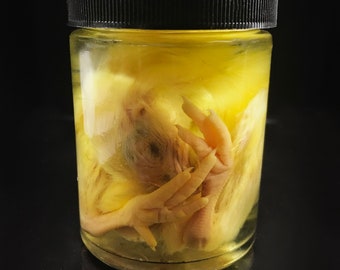 Cute baby chick sleeping in a glass jar - Oddities and Curiosities - Steampunk décor - Cruelty free - Oddity- Wet specimen