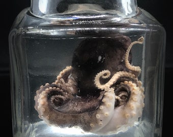 Cute red baby octopus wet specimen - Curiosity - Steampunk décor -Cottagecore Unique Gift - Cthulhu Goblincore Oddity -  Cruelty free