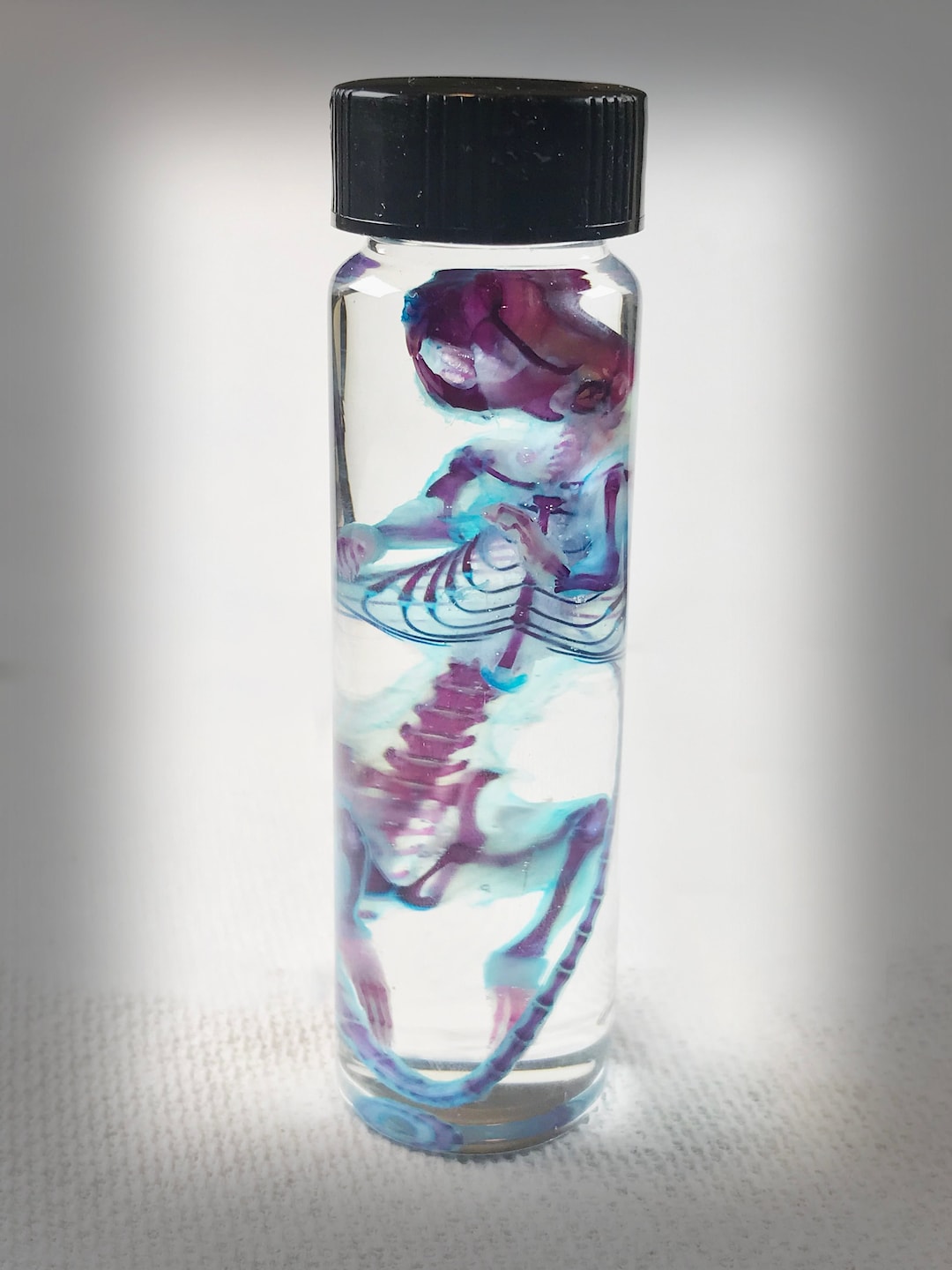 Large Diaphonized Mouse Wet Specimen in a Jar Curiosity Steampunk Décor