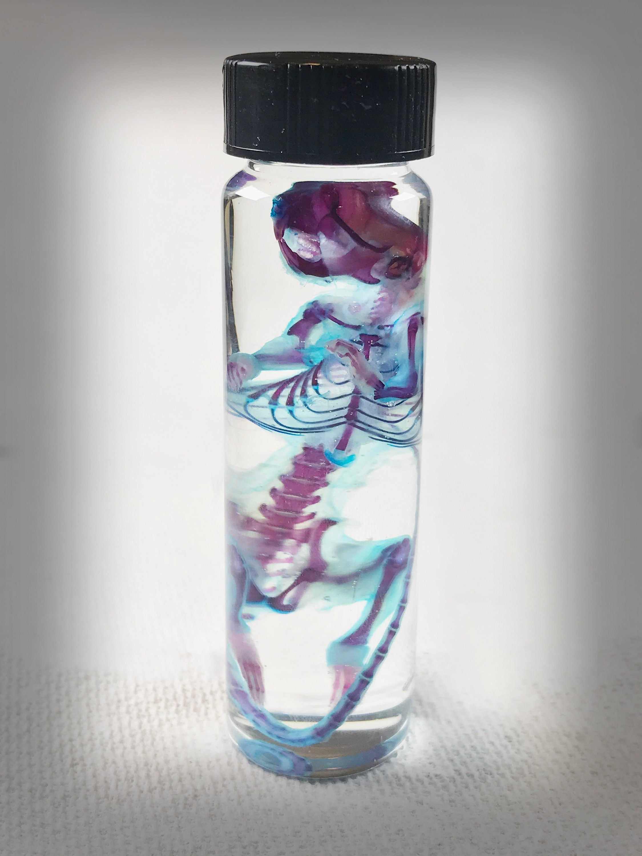 Large Diaphonized Mouse Wet Specimen in a Jar Curiosity Etsy