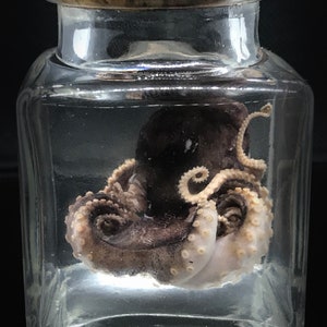 Cute red baby octopus in a jar - Cruelty free- Steampunk décor -  Unique gift - Curiosity - Gothic -  Witchy - Oddity- Wet specimen