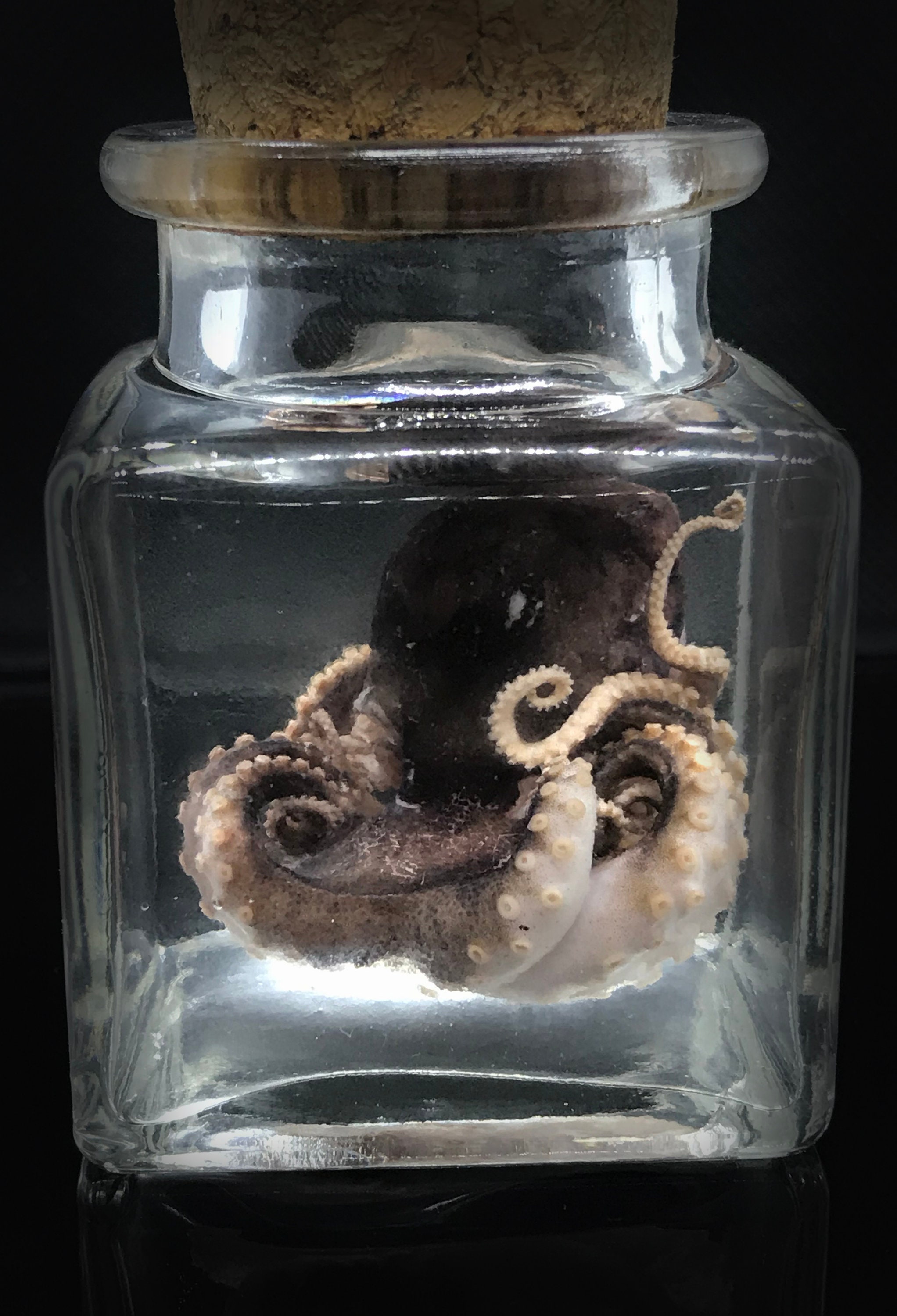 Cute red baby octopus in a jar - Cruelty free- Steampunk décor -  Unique gift - Curiosity - Gothic -  Witchy - Oddity- Wet specimen