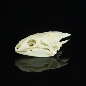 May include: A white turtle skull with visible bone structure, isolated against a black background.