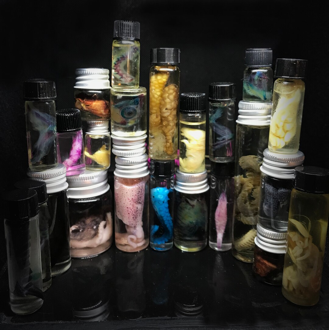 Rainbow Wet Specimens Mystery box _ Set of 3 Oddities _ Ethically sourced Vulture culture collection of Animals Insects and organs