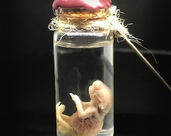 Cute baby mouse sleeping in mini vial - Oddities and Curiosities - Steampunk décor - Cruelty free - Oddity- Wet specimen