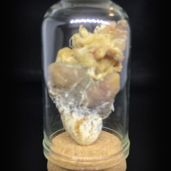 Mummified chicken heart in a glass dome - Curiosity - Love token - Steampunk décor - Cruelty free - Oddity- Taxidermy -Mummy