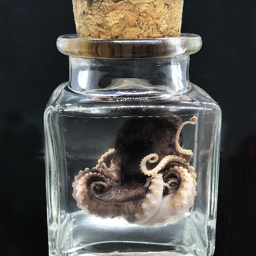 Cute red baby octopus in a jar Wet specimen - Ethically sourced Steampunk décor -  Unique gift - Curiosity - Gothic -  Witchy - Oddity-