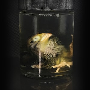 Cute baby quail wet specimen | Oddities and Curiosities |  Witchy Steampunk Halloween décor | Ethically sourced | Oddity