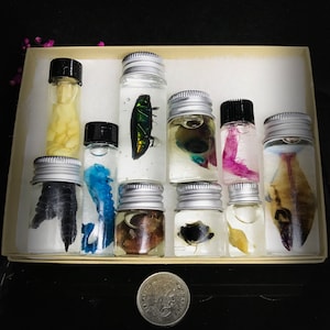 Rainbow Wet Specimens Mystery box _ Vulture culture Oddities _ Ethically sourced collection of small vials with Animals Insects and organs