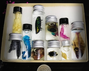 Rainbow Wet Specimens Mystery box _ Vulture culture Oddities _ Ethically sourced collection of small vials with Animals Insects and organs