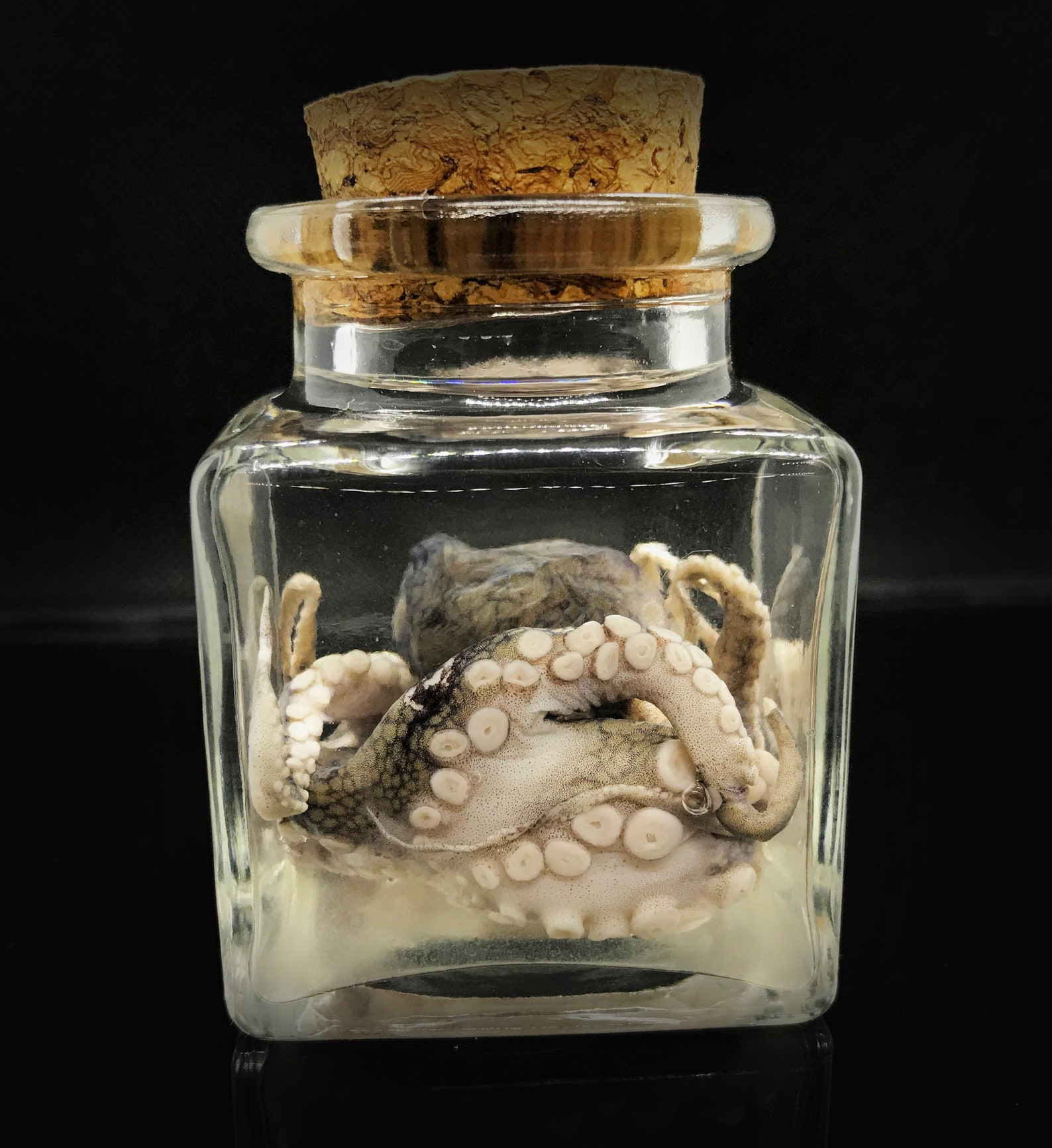 Cute baby octopus in a jar Unique gift Curiosity Etsy