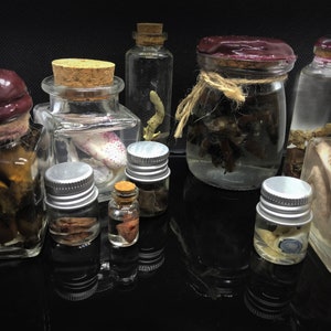 Oddities Wet specimen Personalized Gift box, natural history curiosities, vulture culture, homeschooling, bones, organs,  insects