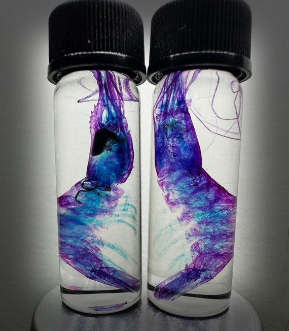 New! Rare  Diaphonized Shrimp wet specimen in Purple and Blue