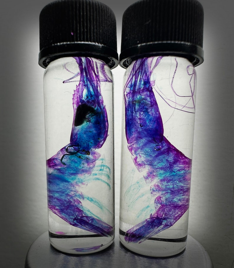 May include: Two clear glass vials with black screw-on lids, each containing a preserved purple and blue shrimp.