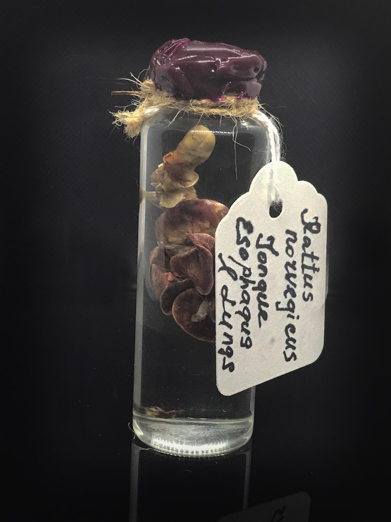 Mystery box wet specimens box oddity natural history Etsy