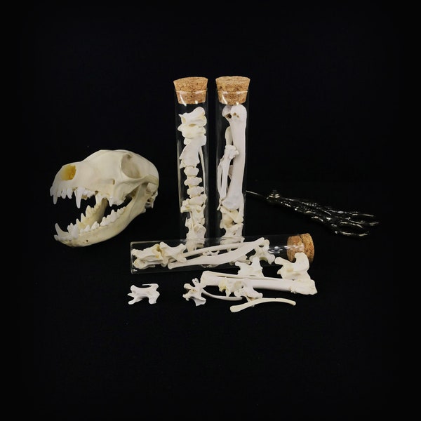 Curiosity, cruelty free bones in a jar, salvaged taxidermy,  oddity, curio,  vulture culture, selected bird bones, home-schooling