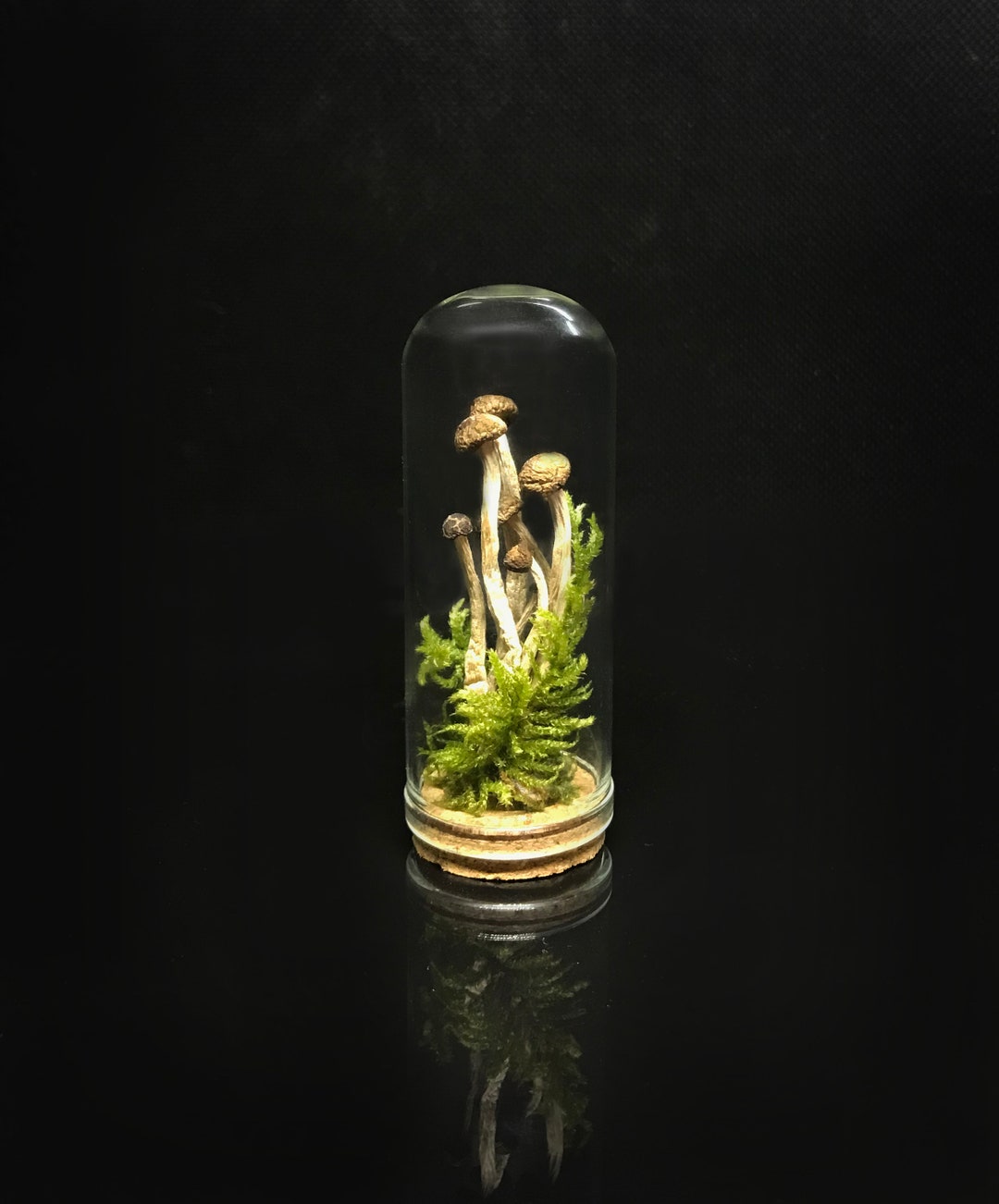 Victorian décor - Mushrooms in a miniature glass dome- Naturalist gift - science collection - homeschooling