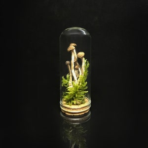 Victorian décor - Mushrooms in a miniature glass dome- Naturalist gift - science collection - homeschooling
