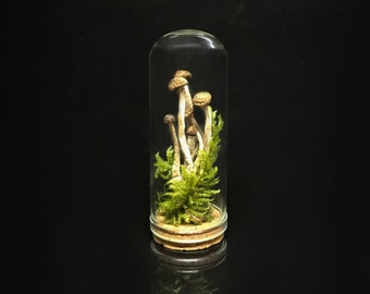 Victorian décor - Mushrooms in a miniature glass dome- Naturalist gift - science collection - homeschooling