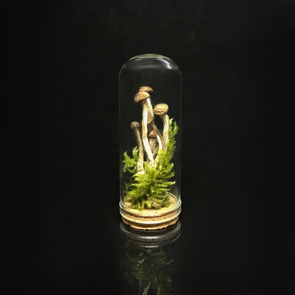 Victorian décor - Mushrooms in a miniature glass dome- Naturalist gift - science collection - homeschooling