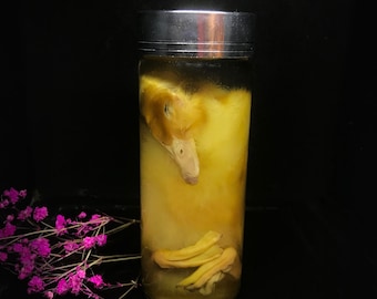 Cute Duckling wet specimen oddity curiosity collection