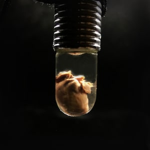 My Heart is Yours Pendant - Real rat heart in a glass vial - Oddity in a jar - Curiosity Love token gift Witchcraft supply Young witch gift image 2