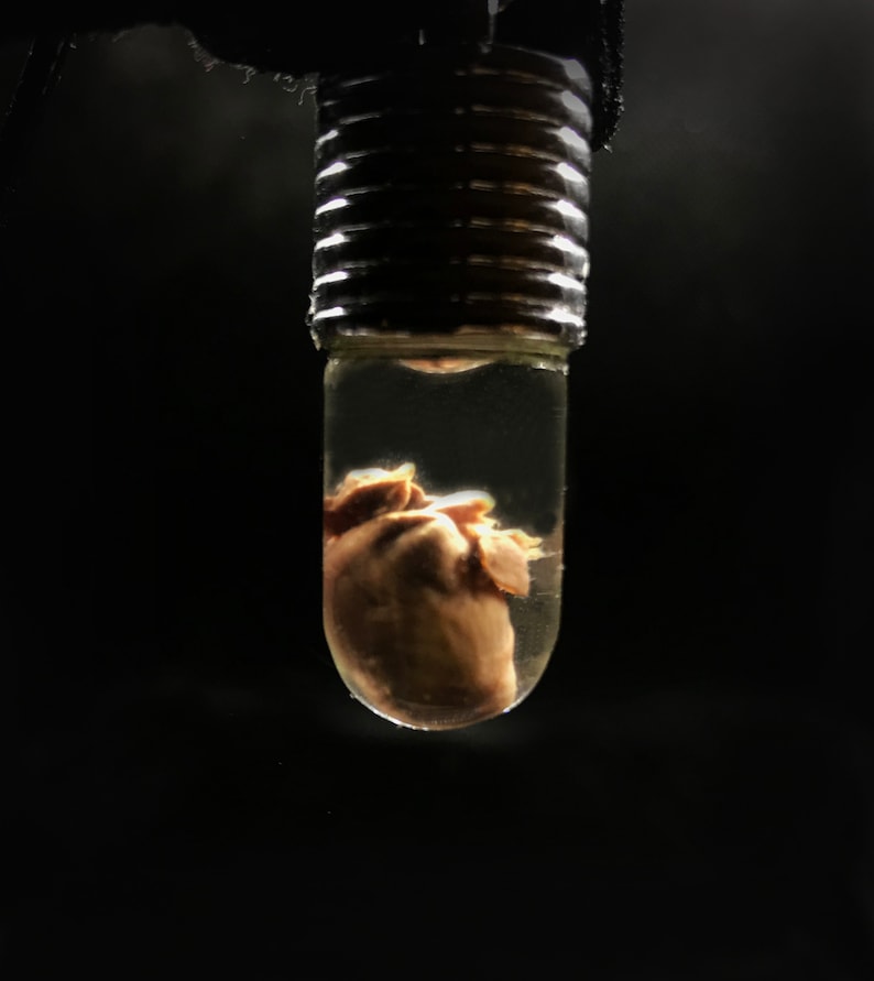 My Heart is Yours Pendant - Real rat heart in a glass vial - Oddity in a jar - Curiosity Love token gift Witchcraft supply Young witch gift image 2