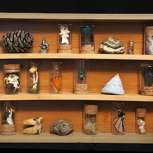 Vulture Culture curiosities cabinet personalized gift, skulls, bones, vintage coins, tokens figurines feathers plants shells insects