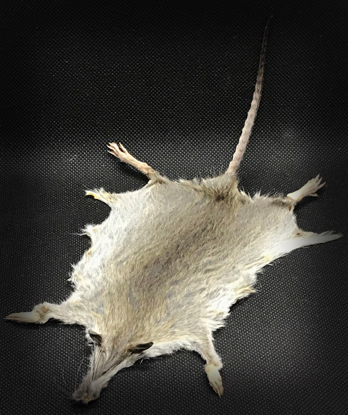 Real Rat Pelt Fur Curiosity Cruelty Free Salvaged Etsy