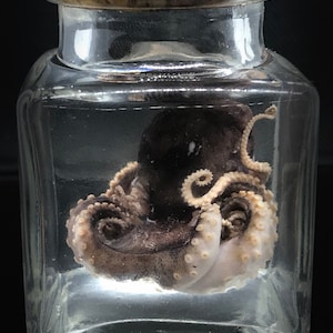 Weird imperfect baby octopus - Curiosity - Steampunk décor -Unique  Gift  - Cthulhu - Cruelty free - Oddity- Wet specimen