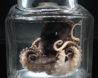 Weird imperfect baby octopus - Curiosity - Steampunk décor -Unique  Gift  - Cthulhu - Cruelty free - Oddity- Wet specimen