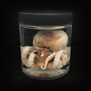 Large octopus Wet specimen in a jar - Curiosity - Steampunk décor - Cruelty free - Oddity- Wet specimen -