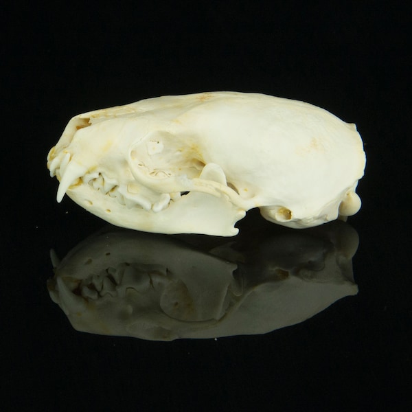 Real Mink Skull A+, curiosity, cruelty free, nature exploration, craft supply, homeschooling, vulture culture, oddity cabinet specimen, bone