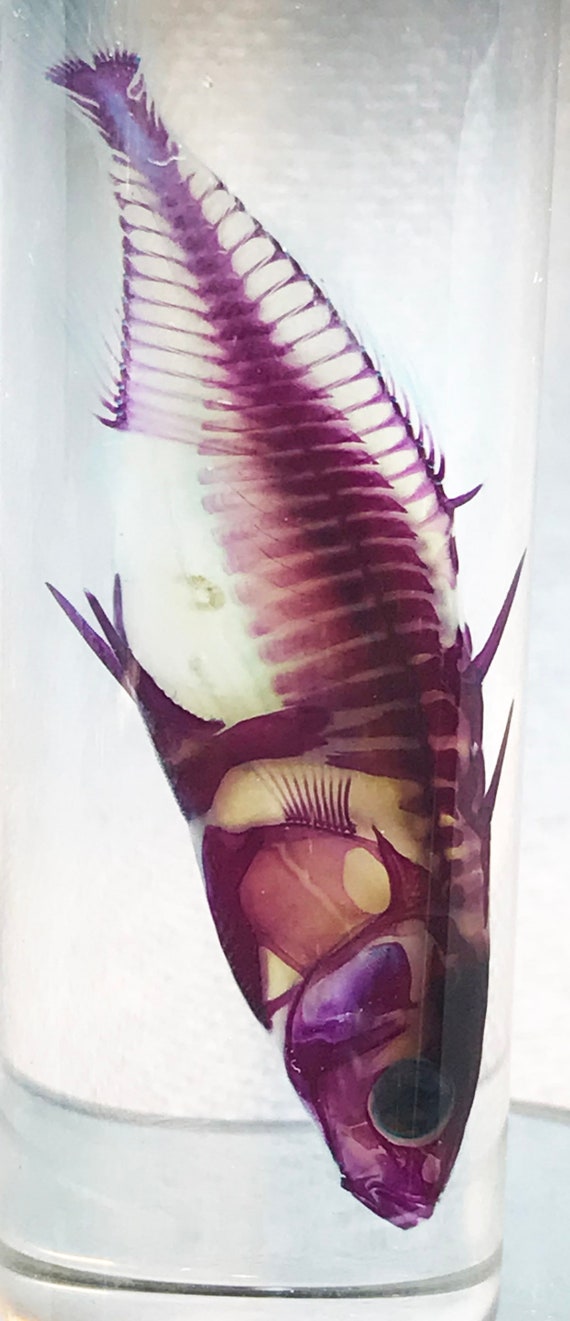 New! Pre Order Rare Décor Diaphonized Stickleback Fish in a Jar