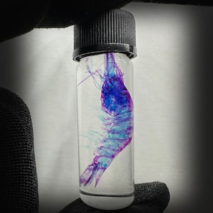 May include: A small glass vial containing a preserved, blue and purple shrimp. The shrimp is suspended in clear liquid and is visible from all angles.