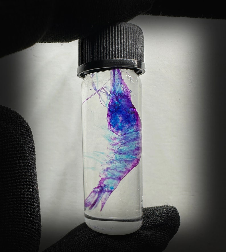 May include: A small glass vial containing a preserved, blue and purple shrimp. The shrimp is suspended in clear liquid and is visible from all angles.