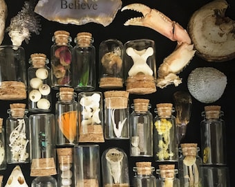 Luxury Natural History oddities and curiosities cabinet, Ethically sourced Skull in each box,  vulture culture, bones shells insects