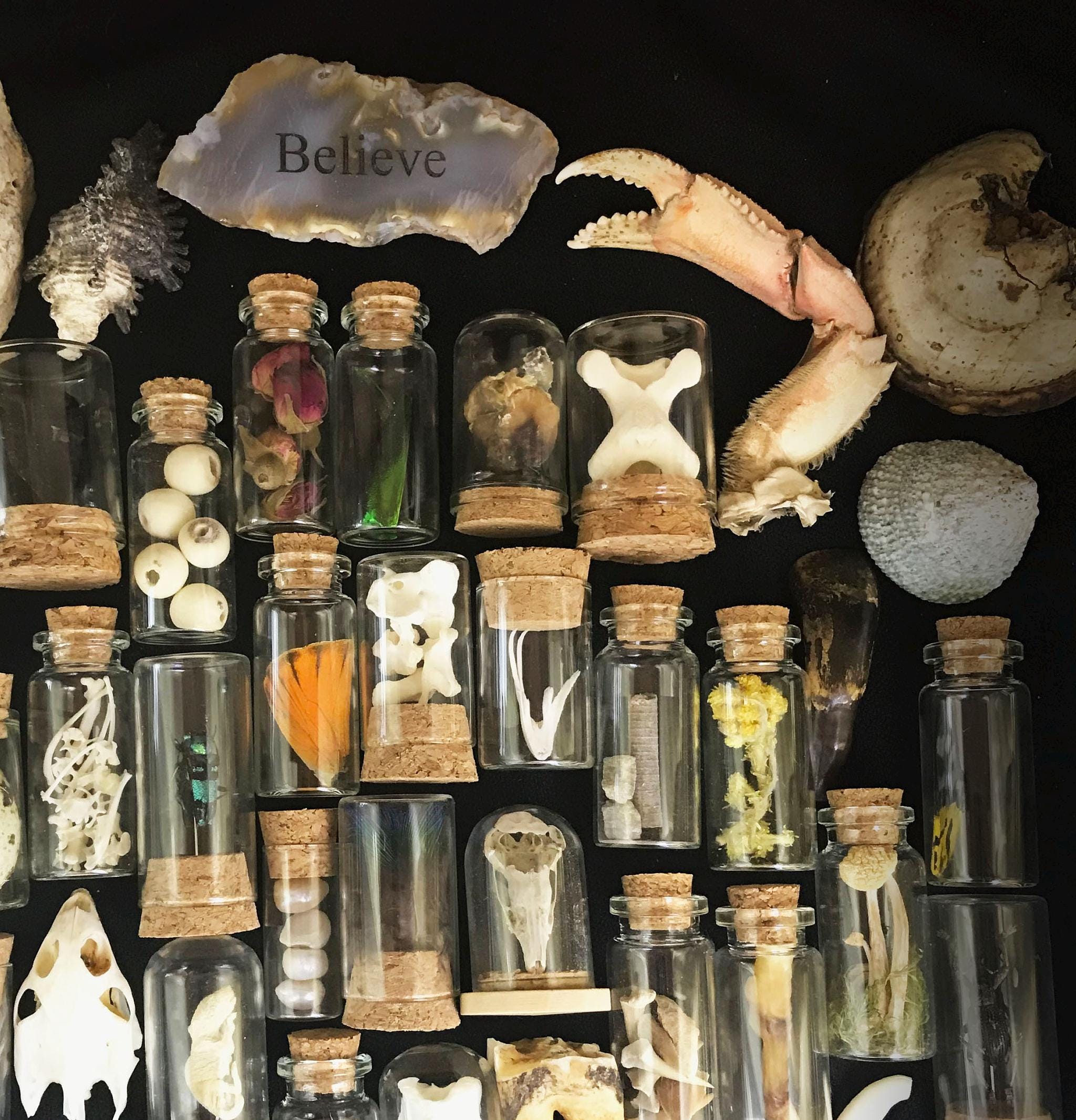 Luxury Natural History Oddities and Curiosities Cabinet, Ethically