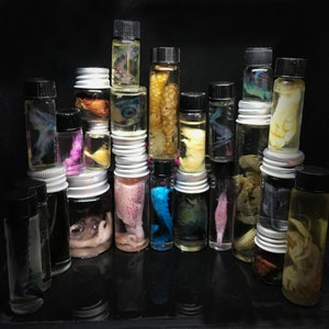 Rainbow Wet specimens Oddities Mystery box vulture culture oddities collection Ethically Sourced for homeschooling creatures organs insects