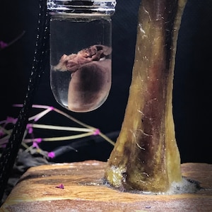 My Heart is Yours Pendant - Real rat heart in a glass vial - Oddity in a jar - Curiosity Love token gift Witchcraft supply Young witch gift image 6