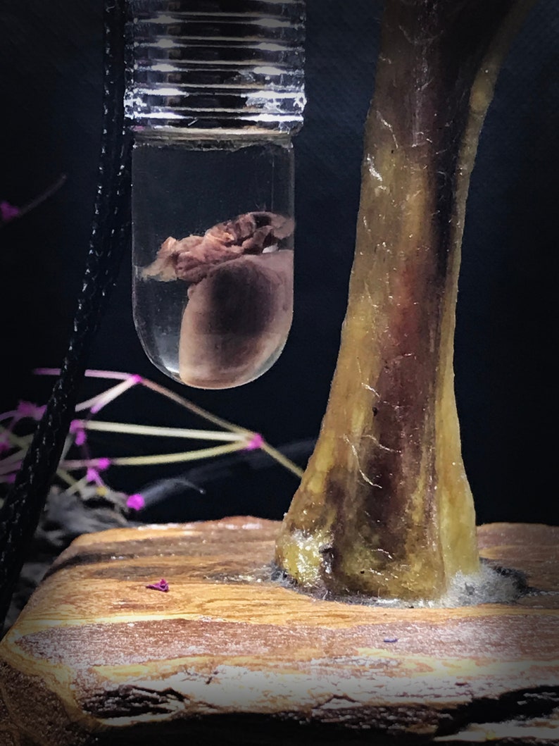 My Heart is Yours Pendant - Real rat heart in a glass vial - Oddity in a jar - Curiosity Love token gift Witchcraft supply Young witch gift image 6