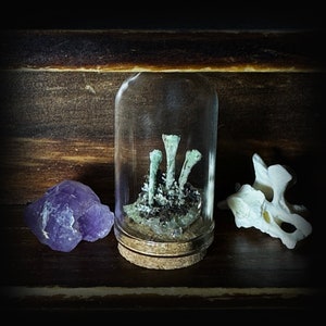Mutant Lichens on Uranium and Cobalt glass - Glow in the dark Oddities collection jar - Vulture culture curiosity